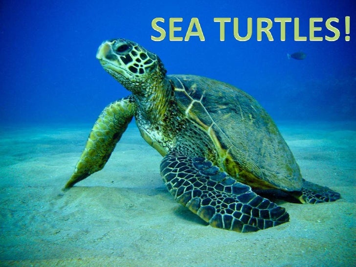 Sea turtle presentation