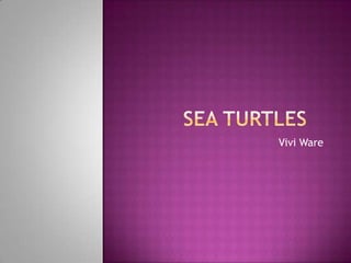 Sea Turtles	 Vivi Ware 