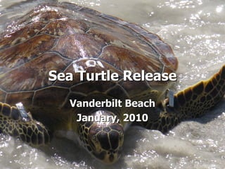 Sea Turtle Release
  Vanderbilt Beach
   January, 2010
 