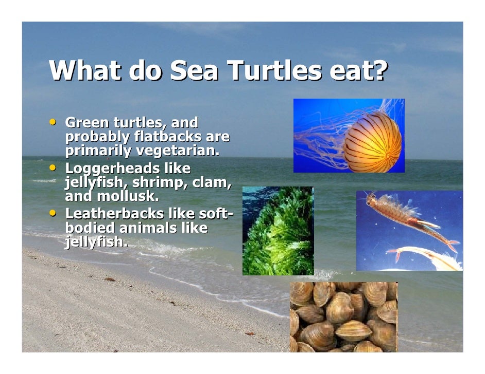 How do sea turtles move?