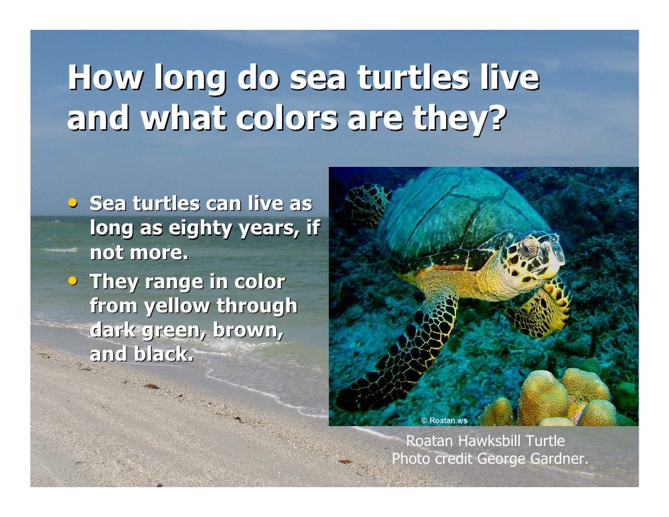 how does a live sea turtle release how does a live sea turtle release