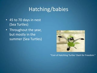 Kemp’s and Olive Ridley are the smallest species