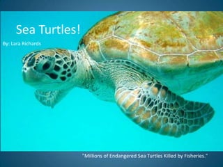 Sea Turtles!  By: Lara Richards "Millions of Endangered Sea Turtles Killed by Fisheries."  