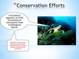 Sea turtles | PPTX
