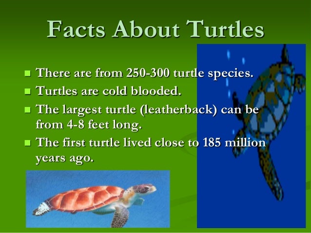 Sea Turtles