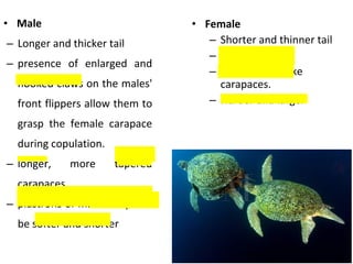 • Male
– Longer and thicker tail
– presence of enlarged and
hooked claws on the males'
front flippers allow them to
grasp the female carapace
during copulation.
– longer, more tapered
carapaces
– plastrons of males may also
be softer and shorter
• Female
– Shorter and thinner tail
– Normal claws
– round, dome-like
carapaces.
– Harder and larger
 
