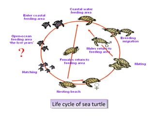 Life cycle of sea turtleLife cycle of sea turtle
 