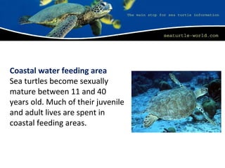 Coastal water feeding area
Sea turtles become sexually
mature between 11 and 40
years old. Much of their juvenile
and adult lives are spent in
coastal feeding areas.
 