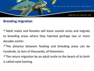 Breeding migration
Adult males and females will leave coastal areas and migrate
to breeding areas where they hatched perhaps two or more
decades earlier.
The distance between feeding and breeding areas can be
hundreds, to tens of thousands, of kilometers.
The return migration by an adult turtle to the beach of its birth
is called natal homing.
 