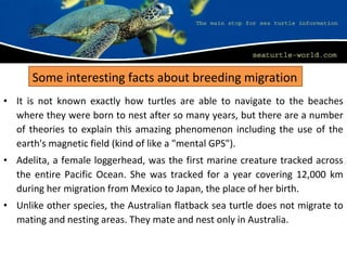 • It is not known exactly how turtles are able to navigate to the beaches
where they were born to nest after so many years, but there are a number
of theories to explain this amazing phenomenon including the use of the
earth's magnetic field (kind of like a "mental GPS").
• Adelita, a female loggerhead, was the first marine creature tracked across
the entire Pacific Ocean. She was tracked for a year covering 12,000 km
during her migration from Mexico to Japan, the place of her birth.
• Unlike other species, the Australian flatback sea turtle does not migrate to
mating and nesting areas. They mate and nest only in Australia.
Some interesting facts about breeding migration
 
