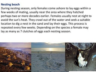 Nesting beach
During nesting season, only females come ashore to lay eggs within a
few weeks of mating, usually near the area where they hatched
perhaps two or more decades earlier. Females usually nest at night to
avoid the sun’s heat. They crawl out of the water and seek a suitable
location to dig a nest in the sand and lay their eggs. This process is
repeated every few weeks. Depending on the species a female may
lay as many as 7 clutches of eggs each nesting season.
 