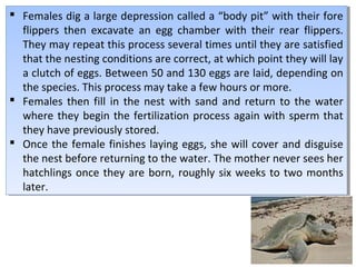  Females dig a large depression called a “body pit” with their fore
flippers then excavate an egg chamber with their rear flippers.
They may repeat this process several times until they are satisfied
that the nesting conditions are correct, at which point they will lay
a clutch of eggs. Between 50 and 130 eggs are laid, depending on
the species. This process may take a few hours or more.
 Females then fill in the nest with sand and return to the water
where they begin the fertilization process again with sperm that
they have previously stored.
 Once the female finishes laying eggs, she will cover and disguise
the nest before returning to the water. The mother never sees her
hatchlings once they are born, roughly six weeks to two months
later.
 Females dig a large depression called a “body pit” with their fore
flippers then excavate an egg chamber with their rear flippers.
They may repeat this process several times until they are satisfied
that the nesting conditions are correct, at which point they will lay
a clutch of eggs. Between 50 and 130 eggs are laid, depending on
the species. This process may take a few hours or more.
 Females then fill in the nest with sand and return to the water
where they begin the fertilization process again with sperm that
they have previously stored.
 Once the female finishes laying eggs, she will cover and disguise
the nest before returning to the water. The mother never sees her
hatchlings once they are born, roughly six weeks to two months
later.
 