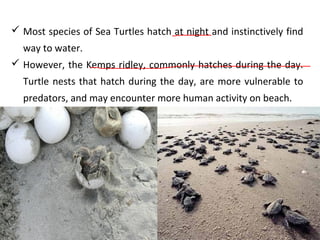  Most species of Sea Turtles hatch at night and instinctively find
way to water.
 However, the Kemps ridley, commonly hatches during the day.
Turtle nests that hatch during the day, are more vulnerable to
predators, and may encounter more human activity on beach.
 