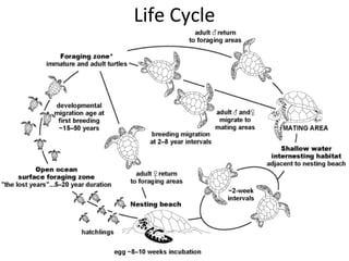Life Cycle
 