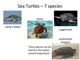 Sea Turtles – 7 species
Kemp’s Ridley
Green
Loggerhead
Leatherback
(largest)
These species can be
found in the waters
around Long Island
 