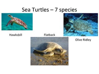 Sea Turtles – 7 species
Flatback
Olive Ridley
Hawksbill
 