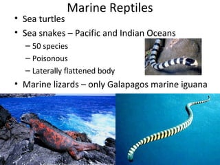 Marine Reptiles
• Sea turtles
• Sea snakes – Pacific and Indian Oceans
– 50 species
– Poisonous
– Laterally flattened body
• Marine lizards – only Galapagos marine iguana
 