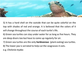 5) It has a hard shell on the outside that can be quite colorful on the
top with shades of red and orange. It is believed that the colors of it
will change throughout the course of each turtle’s life.
6) Green sea turtles can stay under water for as long as five hours. They
are deep divers too but have to come up regularly for air.
7) Green sea turtles are the only herbivorous (plant-eating) sea turtles.
8) The lower jaw is serrated to help cut the seagrasses it eats.
e.g. Chelonia mydas
 