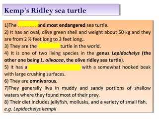 Kemp's Ridley sea turtleKemp's Ridley sea turtle
1)The smallest and most endangered sea turtle.
2) It has an oval, olive green shell and weight about 50 kg and they
are from 2 ½ feet long to 3 feet long..
3) They are the rarest sea turtle in the world.
4) It is one of two living species in the genus Lepidochelys (the
other one being L. olivacea, the olive ridley sea turtle).
5) It has a triangular-shaped head with a somewhat hooked beak
with large crushing surfaces.
6) They are omnivorous.
7)They generally live in muddy and sandy portions of shallow
waters where they found most of their prey.
8) Their diet includes jellyfish, mollusks, and a variety of small fish.
e.g. Lepidochelys kempii
1)The smallest and most endangered sea turtle.
2) It has an oval, olive green shell and weight about 50 kg and they
are from 2 ½ feet long to 3 feet long..
3) They are the rarest sea turtle in the world.
4) It is one of two living species in the genus Lepidochelys (the
other one being L. olivacea, the olive ridley sea turtle).
5) It has a triangular-shaped head with a somewhat hooked beak
with large crushing surfaces.
6) They are omnivorous.
7)They generally live in muddy and sandy portions of shallow
waters where they found most of their prey.
8) Their diet includes jellyfish, mollusks, and a variety of small fish.
e.g. Lepidochelys kempii
 