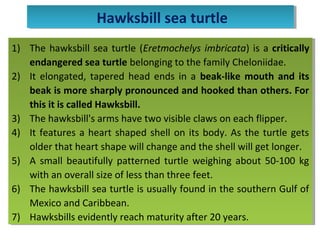 1) The hawksbill sea turtle (Eretmochelys imbricata) is a critically
endangered sea turtle belonging to the family Cheloniidae.
2) It elongated, tapered head ends in a beak-like mouth and its
beak is more sharply pronounced and hooked than others. For
this it is called Hawksbill.
3) The hawksbill's arms have two visible claws on each flipper.
4) It features a heart shaped shell on its body. As the turtle gets
older that heart shape will change and the shell will get longer.
5) A small beautifully patterned turtle weighing about 50-100 kg
with an overall size of less than three feet.
6) The hawksbill sea turtle is usually found in the southern Gulf of
Mexico and Caribbean.
7) Hawksbills evidently reach maturity after 20 years.
1) The hawksbill sea turtle (Eretmochelys imbricata) is a critically
endangered sea turtle belonging to the family Cheloniidae.
2) It elongated, tapered head ends in a beak-like mouth and its
beak is more sharply pronounced and hooked than others. For
this it is called Hawksbill.
3) The hawksbill's arms have two visible claws on each flipper.
4) It features a heart shaped shell on its body. As the turtle gets
older that heart shape will change and the shell will get longer.
5) A small beautifully patterned turtle weighing about 50-100 kg
with an overall size of less than three feet.
6) The hawksbill sea turtle is usually found in the southern Gulf of
Mexico and Caribbean.
7) Hawksbills evidently reach maturity after 20 years.
Hawksbill sea turtleHawksbill sea turtle
 