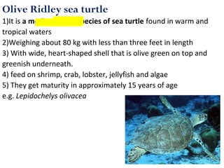 Olive Ridley sea turtle
1)It is a medium-sized species of sea turtle found in warm and
tropical waters
2)Weighing about 80 kg with less than three feet in length
3) With wide, heart-shaped shell that is olive green on top and
greenish underneath.
4) feed on shrimp, crab, lobster, jellyfish and algae
5) They get maturity in approximately 15 years of age
e.g. Lepidochelys olivacea
 