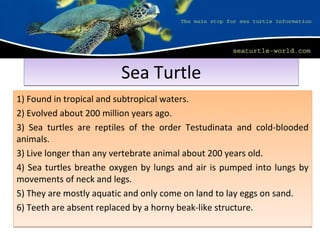 Sea TurtleSea Turtle
1) Found in tropical and subtropical waters.
2) Evolved about 200 million years ago.
3) Sea turtles are reptiles of the order Testudinata and cold-blooded
animals.
3) Live longer than any vertebrate animal about 200 years old.
4) Sea turtles breathe oxygen by lungs and air is pumped into lungs by
movements of neck and legs.
5) They are mostly aquatic and only come on land to lay eggs on sand.
6) Teeth are absent replaced by a horny beak-like structure.
1) Found in tropical and subtropical waters.
2) Evolved about 200 million years ago.
3) Sea turtles are reptiles of the order Testudinata and cold-blooded
animals.
3) Live longer than any vertebrate animal about 200 years old.
4) Sea turtles breathe oxygen by lungs and air is pumped into lungs by
movements of neck and legs.
5) They are mostly aquatic and only come on land to lay eggs on sand.
6) Teeth are absent replaced by a horny beak-like structure.
 