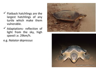  Flatback hatchlings are the
largest hatchlings of any
turtle which make them
vulnerable.
 Adaptations- reflection of
light from the sky, high
speed i.e. 29km/h.
e.g. Natator depressus
 