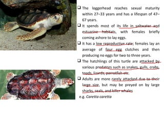  The loggerhead reaches sexual maturity
within 27–33 years and has a lifespan of 47–
67 years.
 It spends most of its life in saltwater and
estuarine habitats, with females briefly
coming ashore to lay eggs.
 It has a low reproductive rate; females lay an
average of four egg clutches and then
producing no eggs for two to three years.
 The hatchlings of this turtle are attacked by
various predators such as snakes, gulls, crabs,
toads, lizards, parrotfish etc.
 Adults are more rarely attacked due to their
large size, but may be preyed on by large
sharks, seals, and killer whales
e.g. Caretta caretta
 