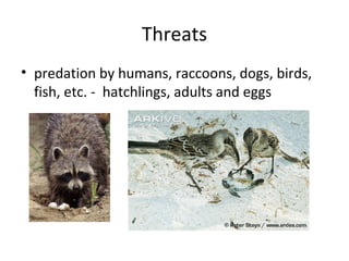 Threats
• predation by humans, raccoons, dogs, birds,
fish, etc. - hatchlings, adults and eggs
 