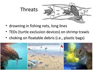 Threats
• drowning in fishing nets, long lines
• TEDs (turtle exclusion devices) on shrimp trawls
• choking on floatable debris (i.e., plastic bags)
 