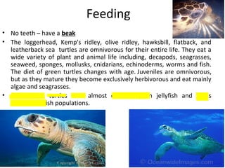 Feeding
• No teeth – have a beak
• The loggerhead, Kemp's ridley, olive ridley, hawksbill, flatback, and
leatherback sea turtles are omnivorous for their entire life. They eat a
wide variety of plant and animal life including, decapods, seagrasses,
seaweed, sponges, mollusks, cnidarians, echinoderms, worms and fish.
The diet of green turtles changes with age. Juveniles are omnivorous,
but as they mature they become exclusively herbivorous and eat mainly
algae and seagrasses.
• Leatherback turtles feed almost exclusively on jellyfish and helps
control jellyfish populations.
 
