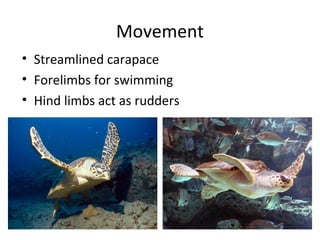 Movement
• Streamlined carapace
• Forelimbs for swimming
• Hind limbs act as rudders
 