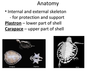 Anatomy
• Internal and external skeleton
- for protection and support
Plastron – lower part of shell
Carapace – upper part of shell
 