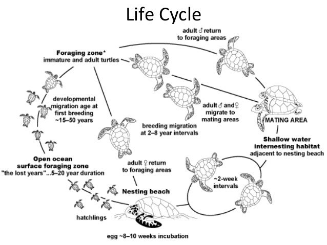 Life Cycle Of A Leatherback Turtle