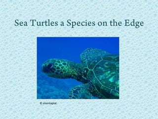 Sea Turtles a Species on the Edge © elrentaplat 