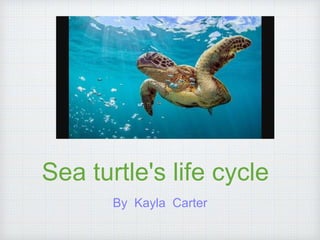 Sea turtle's life cycle
By Kayla Carter
 