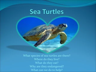 What species of sea turtles are there? Where do they live? What do they eat? Why are they endangered? What can we do to help? 