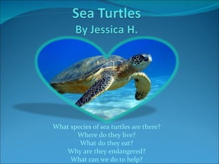 What species of sea turtles are there? Where do they live? What do they eat? Why are they endangered? What can we do to help? 