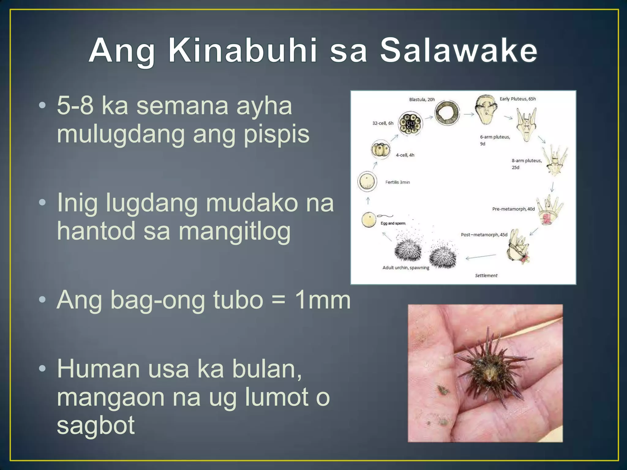 Sea Urchin Introduction PPT