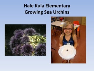 Hale Kula Elementary
Growing Sea Urchins
 