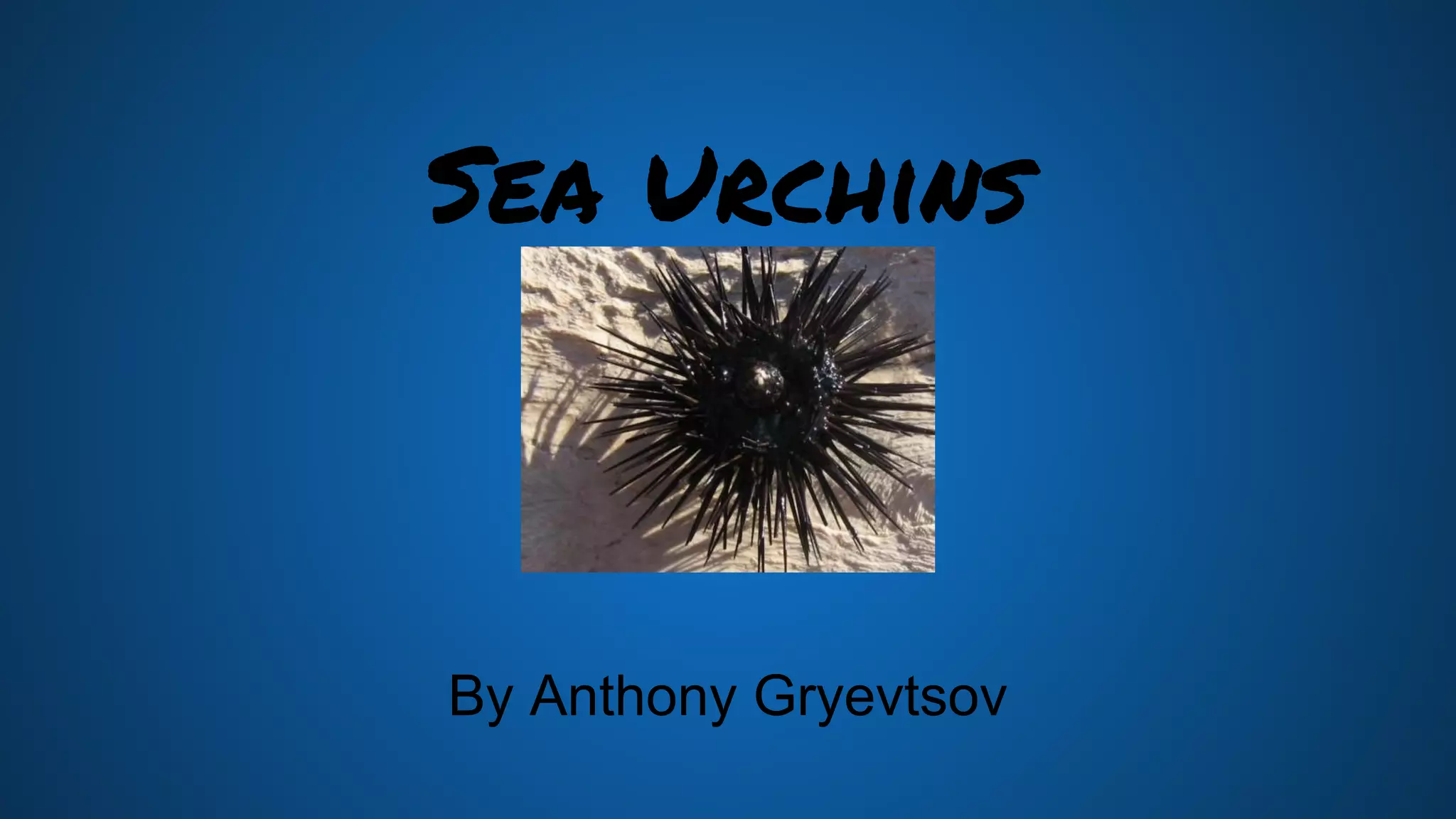 sea-urchins-ppt