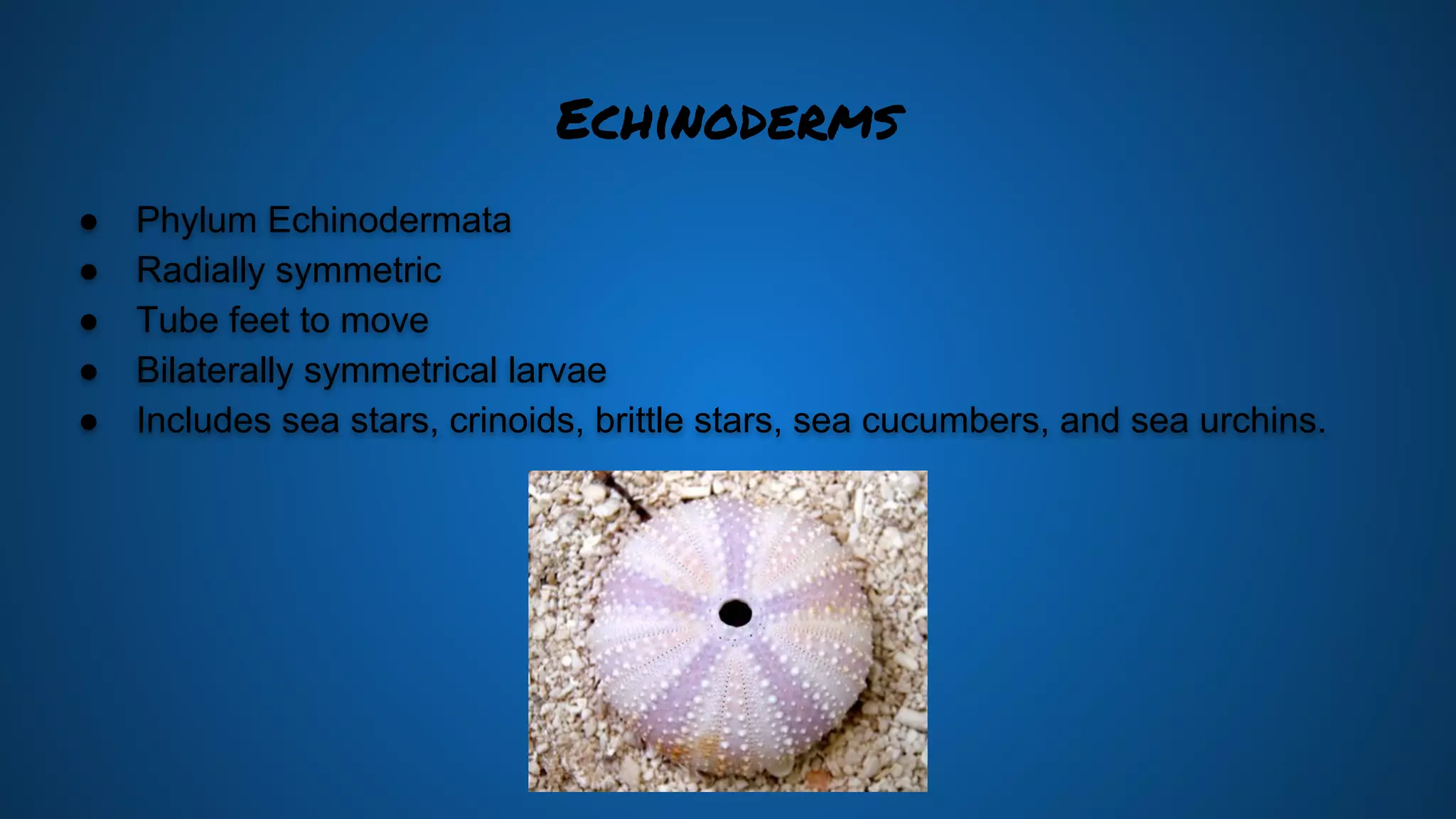 sea-urchins-ppt