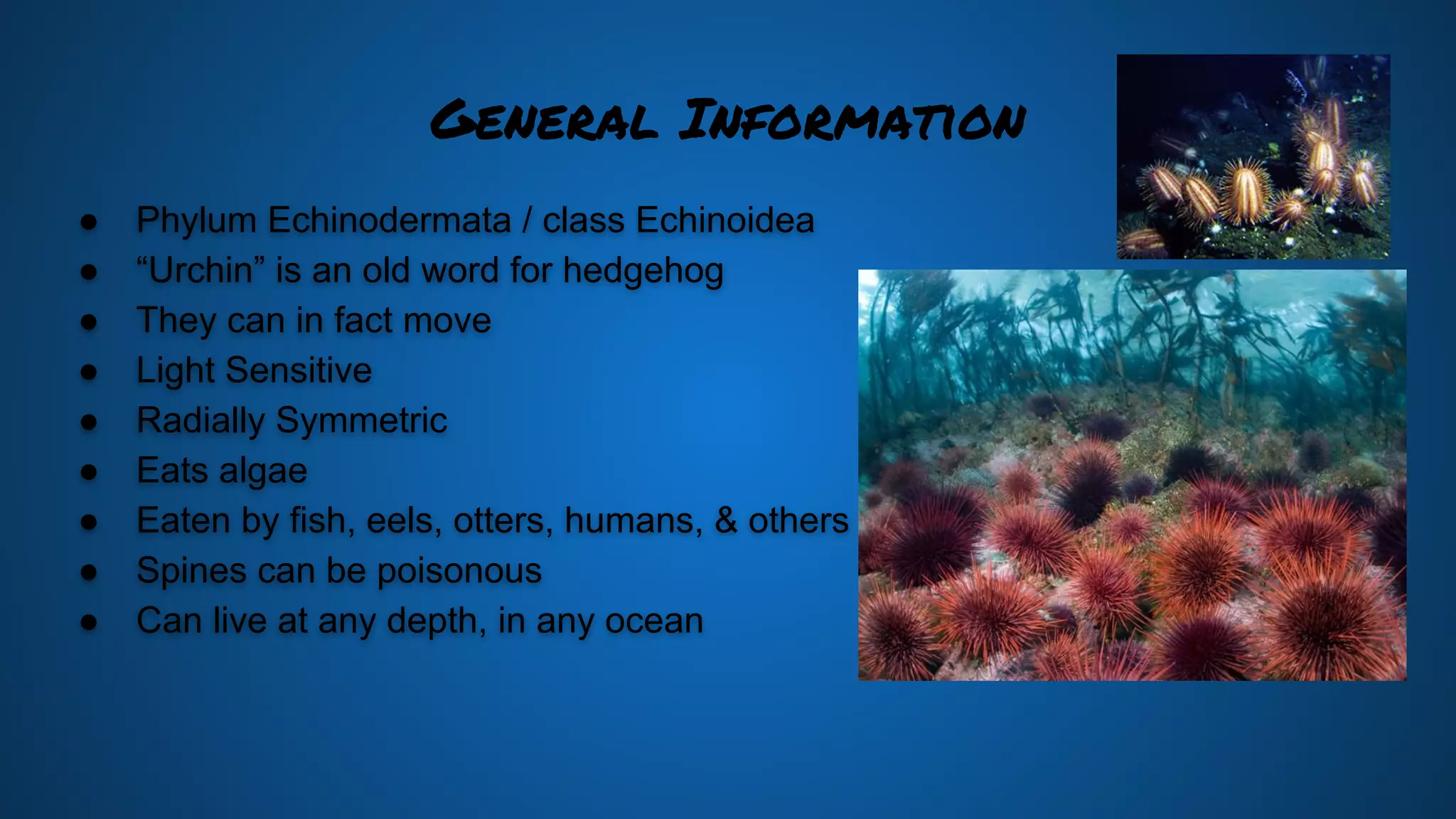 sea-urchins-ppt