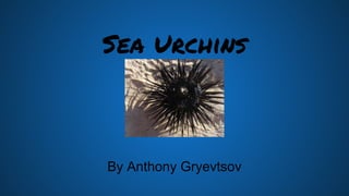 Sea Urchins
By Anthony Gryevtsov
 