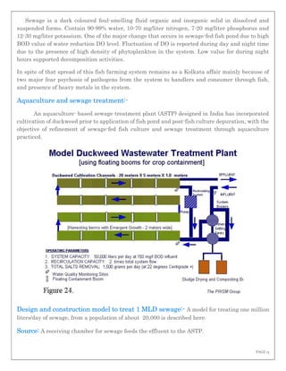 PAGE 13
Sewage is a dark coloured foul-smelling fluid organic and inorganic solid in dissolved and
suspended forms. Contain 90-99% water, 10-70 mg/liter nitrogen, 7-20 mg/liter phosphorus and
12-30 mg/liter potassium. One of the major change that occurs in sewage-fed fish pond due to high
BOD value of water reduction DO level. Fluctuation of DO is reported during day and night time
due to the presence of high density of phytoplankton in the system. Low value for during night
hours supported decomposition activities.
In spite of that spread of this fish farming system remains as a Kolkata affair mainly because of
two major fear psychosis of pathogens from the system to handlers and consumer through fish,
and presence of heavy metals in the system.
Aquaculture and sewage treatment:-
An aquaculture- based sewage treatment plant (ASTP) designed in India has incorporated
cultivation of duckweed prior to application of fish pond and post-fish culture depuration, with the
objective of refinement of sewage-fed fish culture and sewage treatment through aquaculture
practiced.
Design and construction model to treat 1 MLD sewage:- A model for treating one million
liters/day of sewage, from a population of about 20,000 is described here.
Source: A receiving chamber for sewage feeds the effluent to the ASTP.
 