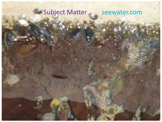 Subject Matter         seewater.com 