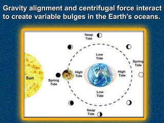 Gravity alignment and centrifugal force interact
to create variable bulges in the Earth’s oceans.
 