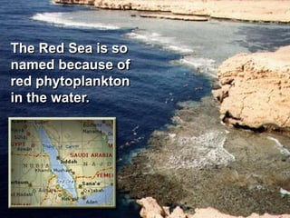 The Red Sea is so
named because of
red phytoplankton
in the water.
 