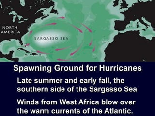 Late summer and early fall, the
southern side of the Sargasso Sea
Winds from West Africa blow over
the warm currents of the Atlantic.
Spawning Ground for Hurricanes
 