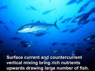 Surface current and countercurrent
vertical mixing bring rich nutrients
upwards drawing large number of fish.
 